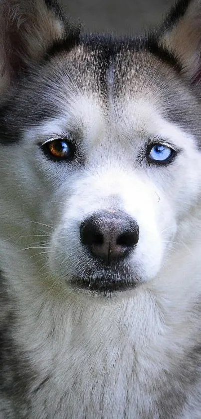 Close-up of a husky with blue and brown eyes on a mobile wallpaper.