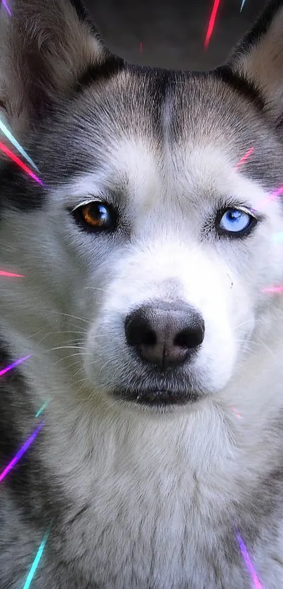 Husky with colorful light streaks and heterochromatic eyes.