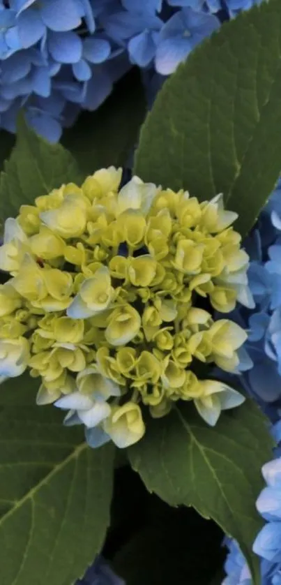 Close-up of vibrant blue and green hydrangeas, perfect for phone wallpaper.