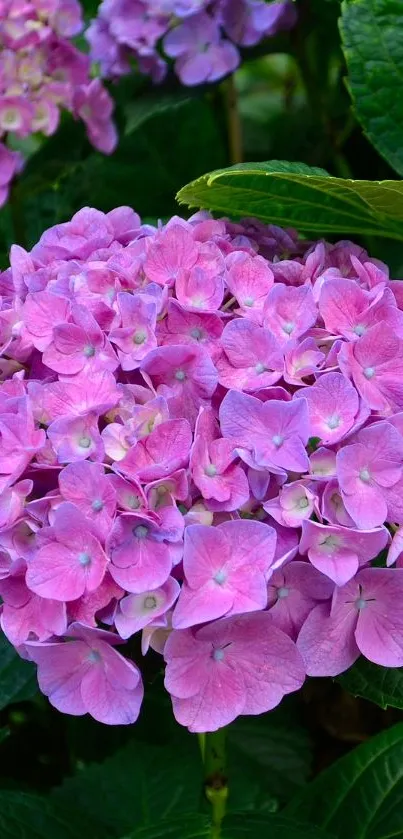 Vibrant pink and purple hydrangea with lush green leaves.