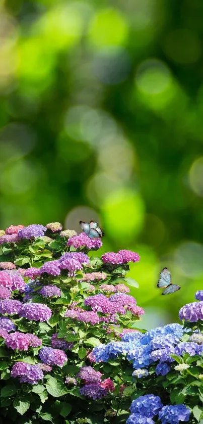 Colorful hydrangeas with butterflies against a green bokeh background.