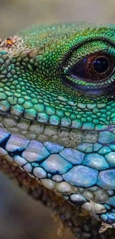 Close-up of a vibrant iguana with detailed scales in green and blue hues.