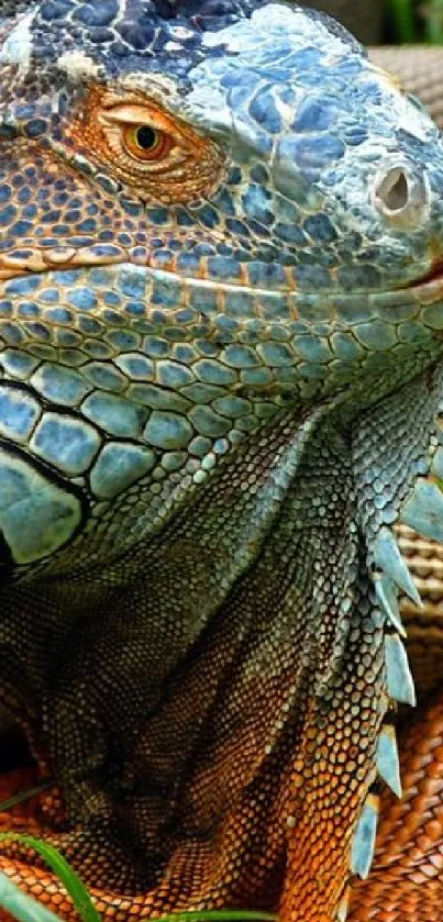 Close-up of a vibrant iguana displaying intricate textures and colors.