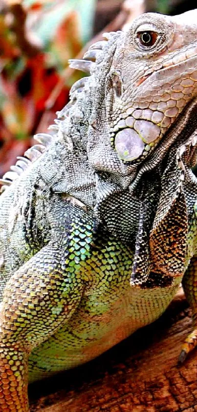 Iguana on a log in vibrant nature setting, showcasing rich green hues.