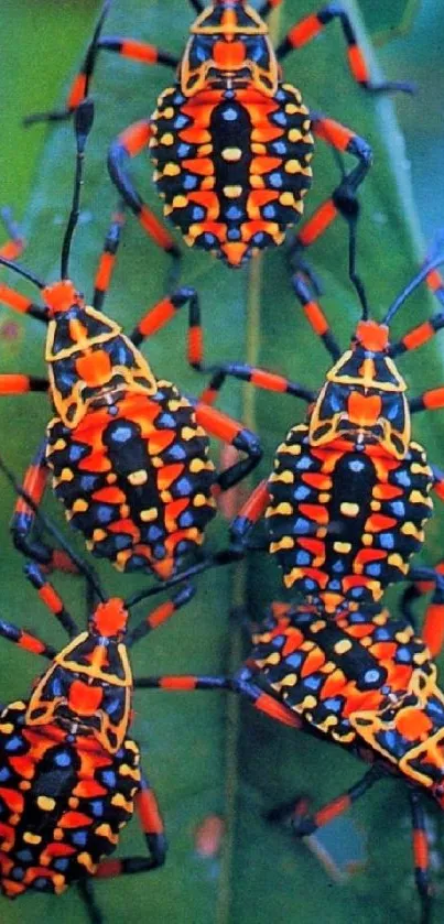 Vibrant insects on a green leaf, showcasing colorful patterns.