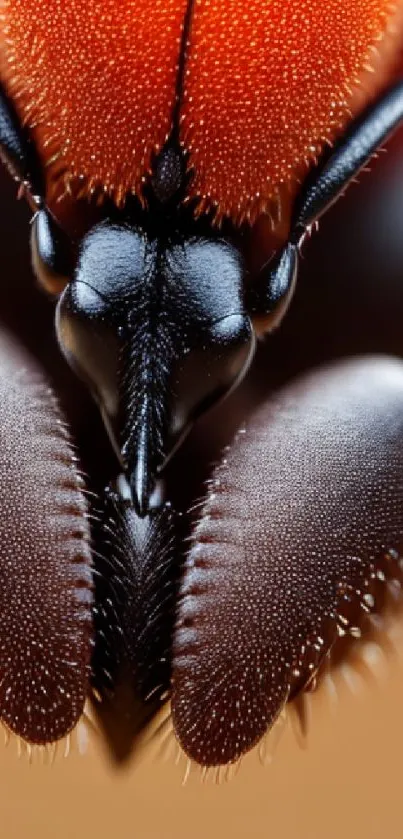 Macro close-up of an insect with vibrant red and black colors.