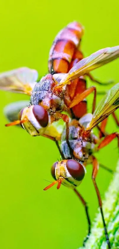 Macro shot of two colorful flies on a green plant.