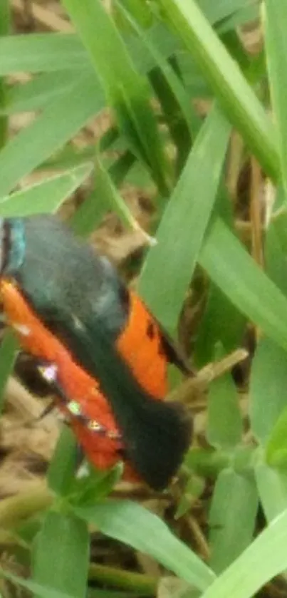 Vibrant insect resting on leafy green background for mobile wallpaper.