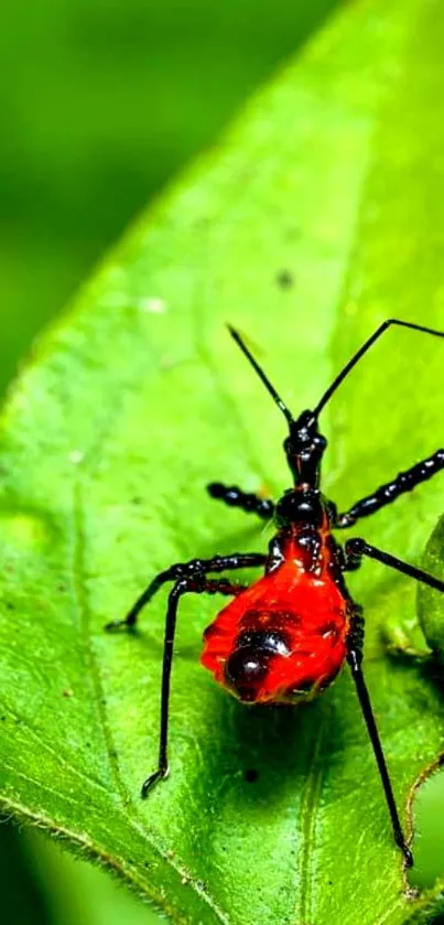 Red insect on vibrant green leaf wallpaper.