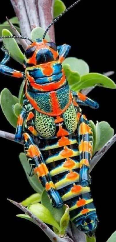 Colorful insect perched on green leaves against a black background.