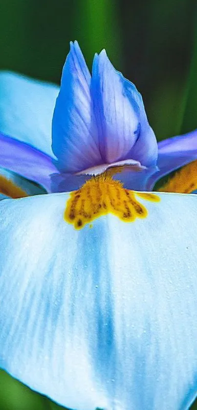 Close-up of a blue iris flower with a blurred green background.