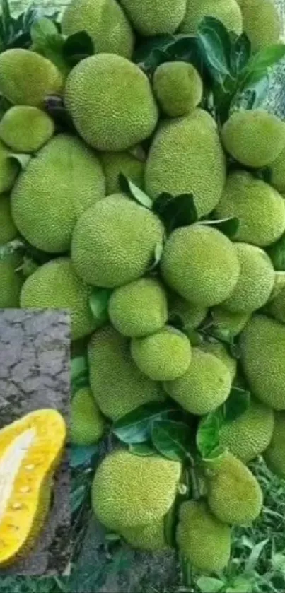 Cluster of ripe jackfruits with greenery on display.