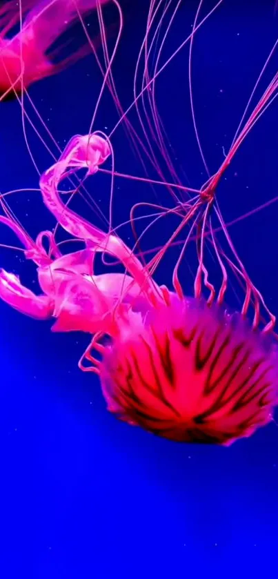 Pink jellyfish against a vibrant blue background.