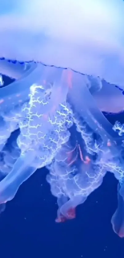 Vibrant blue jellyfish with intricate tentacles.