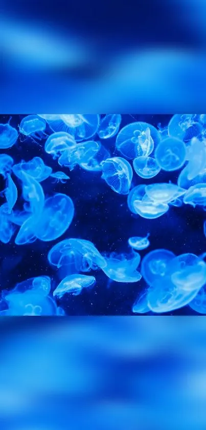 Vibrant blue jellyfish swimming underwater in a serene mobile wallpaper.