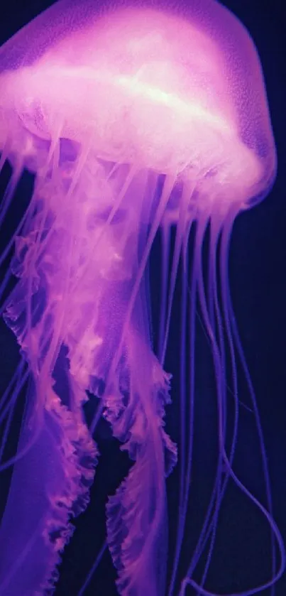 Vibrant purple jellyfish glowing underwater on a smartphone wallpaper.