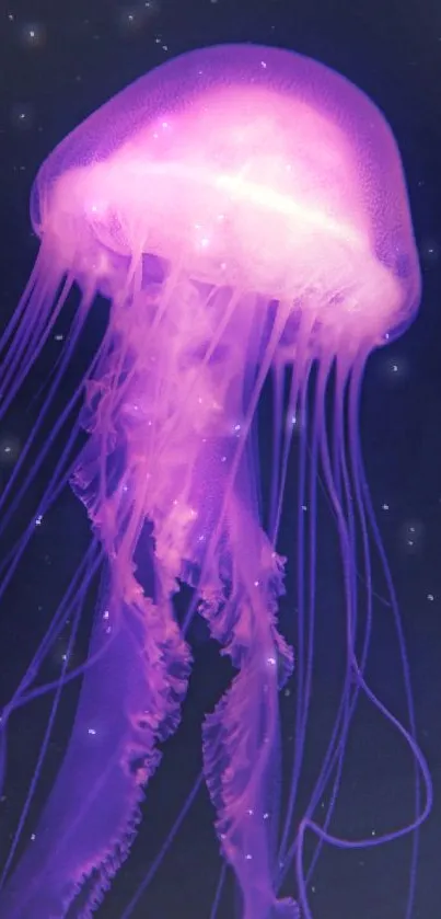 Purple glowing jellyfish on dark marine background.