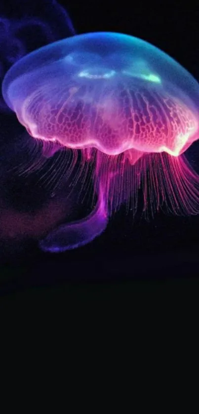 Vibrant glowing jellyfish mobile wallpaper.