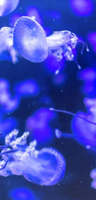 Blue jellyfish swim gracefully through dark ocean waters.