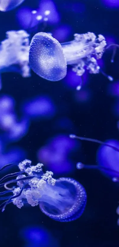 Vibrant blue jellyfish swimming gracefully in the ocean depths.