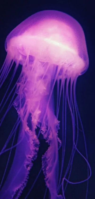 A glowing purple jellyfish in dark ocean.