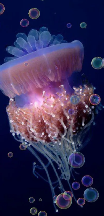 Vibrant jellyfish in deep blue ocean wallpaper.