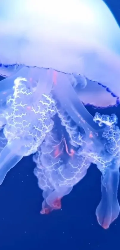 Graceful jellyfish floating in deep blue ocean.