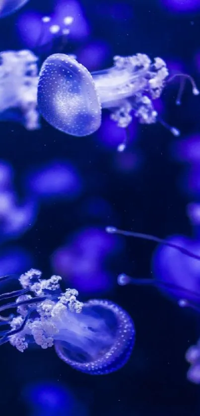 Beautiful blue jellyfish swimming underwater.