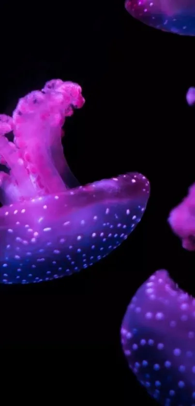 Vibrant pink and purple jellyfish in dark ocean background.