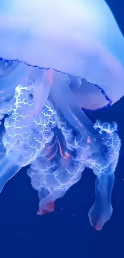 Vibrant jellyfish floating gracefully in a deep blue ocean.