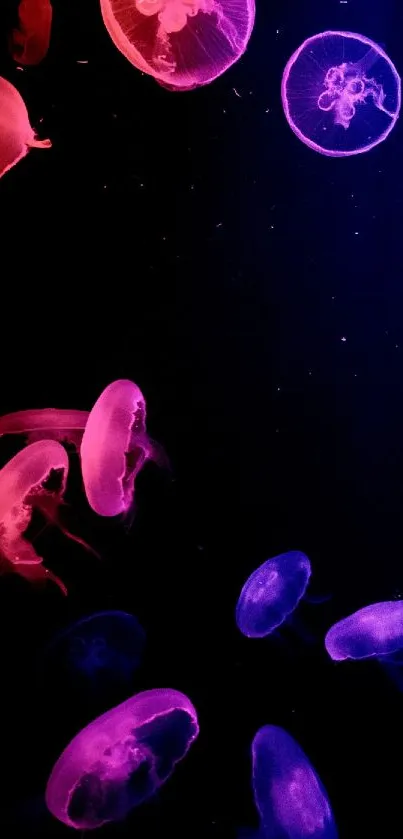 Colorful jellyfish glowing vibrantly against a dark underwater background.