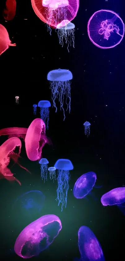 Neon pink and purple jellyfish floating on a dark background.