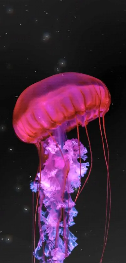 Luminous pink and purple jellyfish on black background mobile wallpaper.