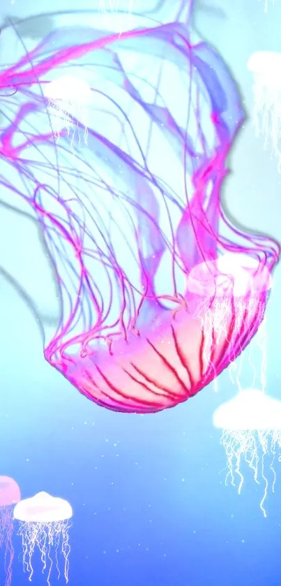 Vibrant pink jellyfish drifting in a serene blue ocean background.
