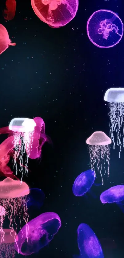 Vibrant neon jellyfish glow against a deep black background.