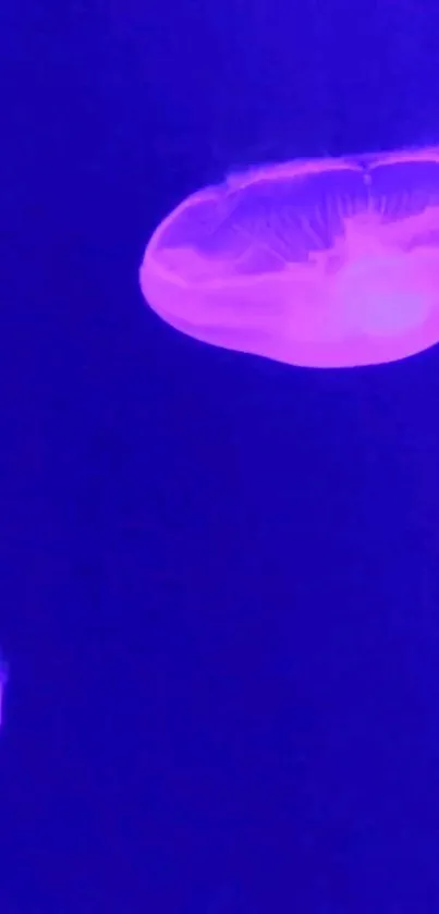 Vibrant purple jellyfish floating on a deep blue background wallpaper.