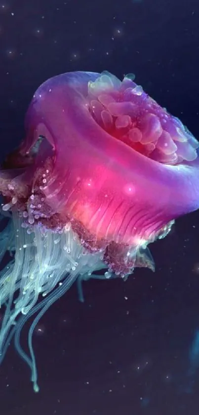 Vibrant pink jellyfish gracefully illuminated against a dark ocean background.