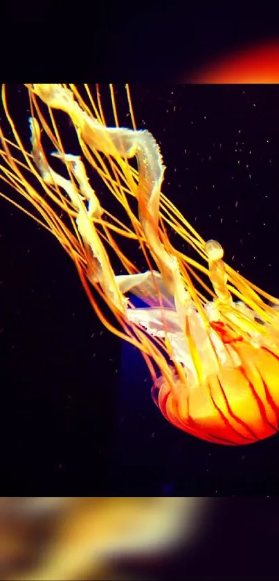 Vibrant orange jellyfish in deep ocean mobile wallpaper.