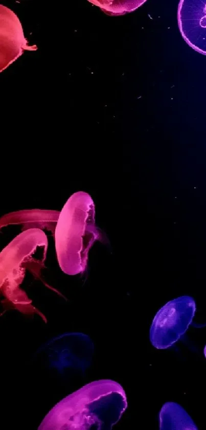 Vibrant pink and purple jellyfish swimming against a dark background.