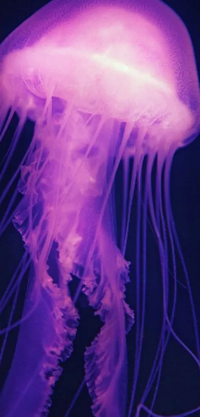 Purple jellyfish in a dark ocean background.