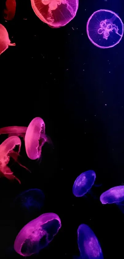 Neon jellyfish floating on a dark background, creating a vibrant underwater scene.