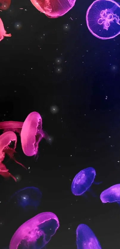 Vibrant pink and blue jellyfish floating against a dark ocean background.