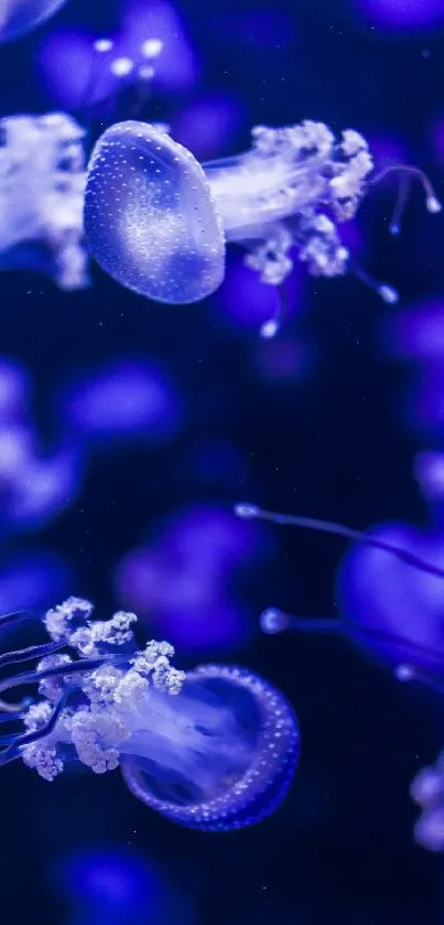 Luminous jellyfish floating in a deep blue ocean wallpaper.