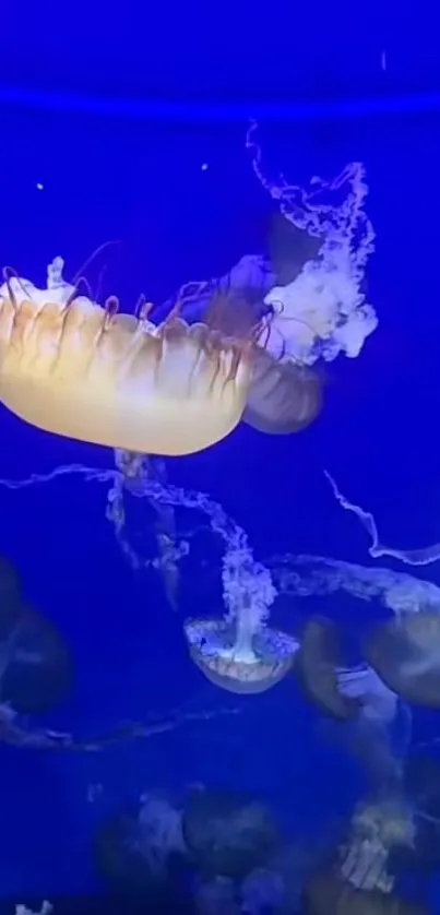 Glowing jellyfish swimming in deep blue waters.