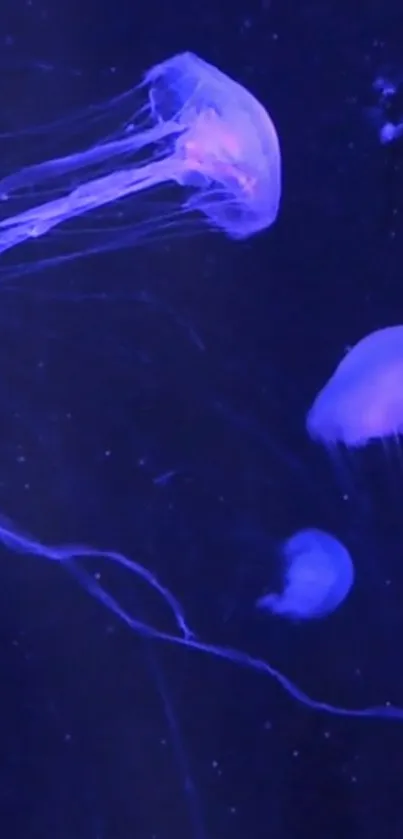 Vibrant jellyfish swimming in deep blue ocean.