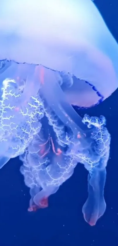 Mesmerizing blue jellyfish in ocean wallpaper