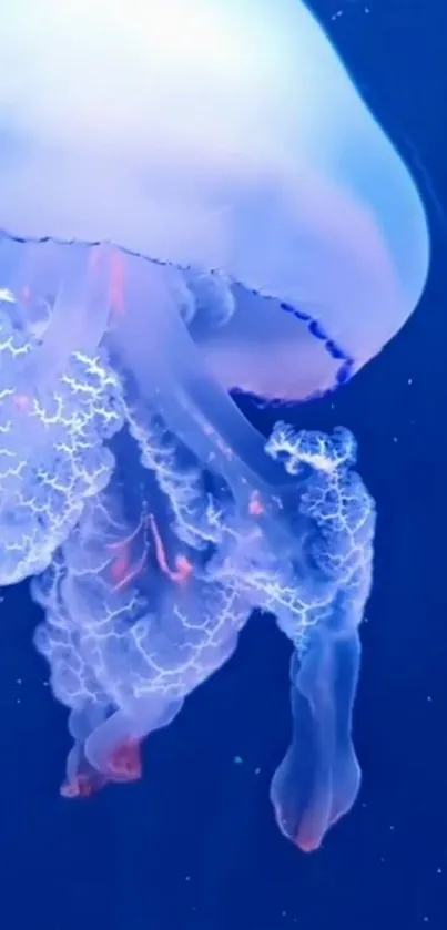 Dazzling blue jellyfish glowing in ocean depths.