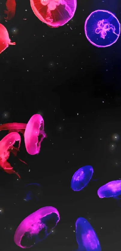 Vibrant pink and blue jellyfish on dark background mobile wallpaper.