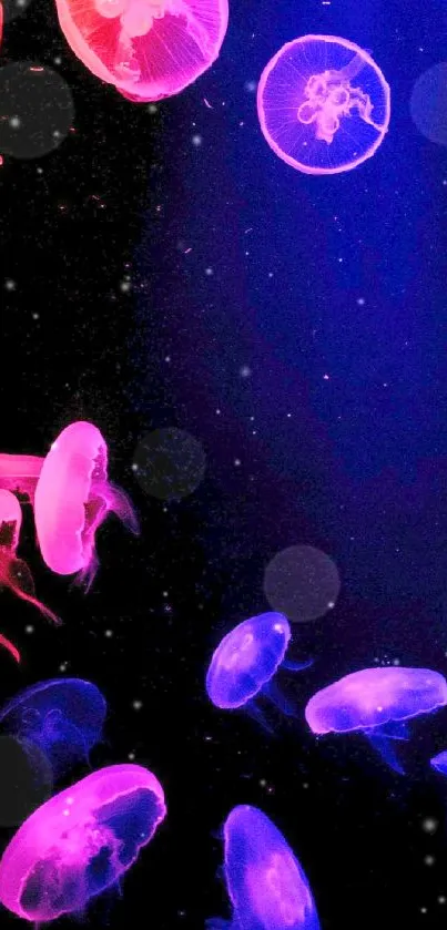 Vibrant jellyfish glowing in pink and purple against a deep ocean background.