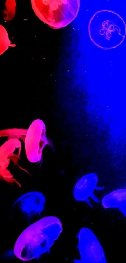 Neon jellyfish glowing in vibrant colors against a dark ocean background.